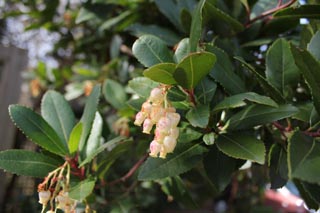 見頃の植物2015年以前