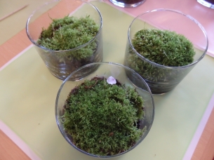グラスの苔庭(作成前)