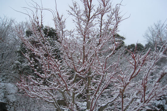 イロハモミジ（珊瑚閣）雪化粧