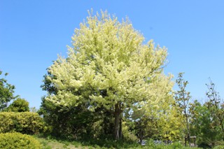 トウカエデ'花散里'- 見頃の植物 - ALPHA GARDEN