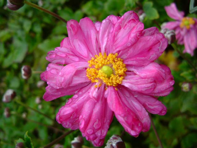 訳ありセール 格安） ソリダスター 苗 2株 花苗 宿根草 ソリダスターの苗 xn--krntner-pflege-service-04b.at