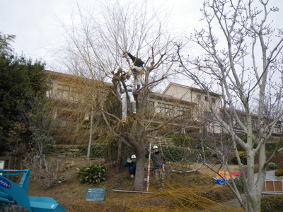 オウゴンシダレヤナギ剪定中