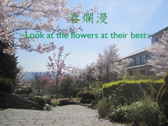 『春爛漫～Look at the Flowers at their Best～』