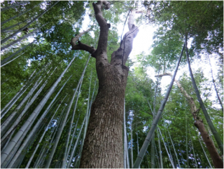 竹林管理プロジェクト